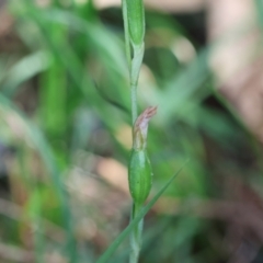 Pterostylis longifolia at suppressed - suppressed