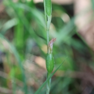 Pterostylis longifolia at Moruya, NSW - suppressed