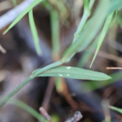 Pterostylis longifolia at Moruya, NSW - suppressed