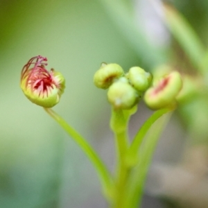 Drosera sp. at Moruya, NSW - 20 Jul 2024