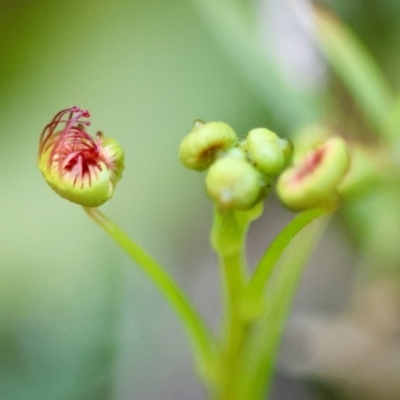 Drosera (genus) (A Sundew) at Moruya, NSW - 20 Jul 2024 by LisaH