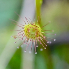 Drosera sp. at Moruya, NSW - 20 Jul 2024