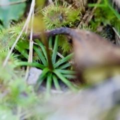 Drosera sp. at Moruya, NSW - suppressed