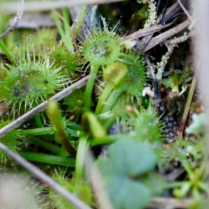 Drosera sp. at Moruya, NSW - 20 Jul 2024