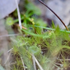 Drosera sp. at Moruya, NSW - suppressed