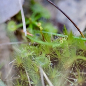 Drosera sp. at Moruya, NSW - 20 Jul 2024