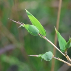 Unidentified Other Shrub by LisaH