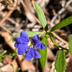 Dampiera stricta (Blue Dampiera) at Jervis Bay, JBT - 20 Jul 2024 by Clarel