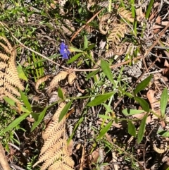 Dampiera stricta at Jervis Bay, JBT - 20 Jul 2024