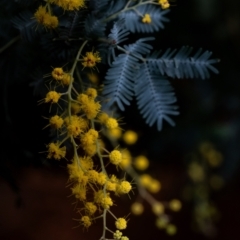 Acacia baileyana (Cootamundra Wattle, Golden Mimosa) at Penrose, NSW - 17 Jul 2024 by Aussiegall