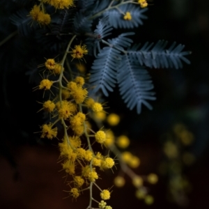 Acacia baileyana (Cootamundra Wattle, Golden Mimosa) at Penrose, NSW by Aussiegall
