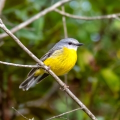 Eopsaltria australis (Eastern Yellow Robin) at Penrose, NSW - 19 Jul 2024 by Aussiegall