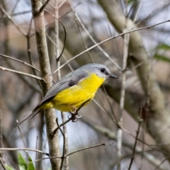 Eopsaltria australis at Penrose, NSW - suppressed