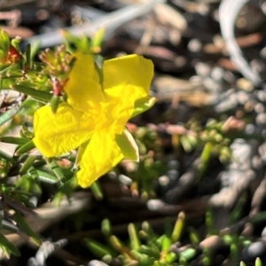 Hibbertia riparia at Jervis Bay, JBT - 20 Jul 2024 10:36 AM