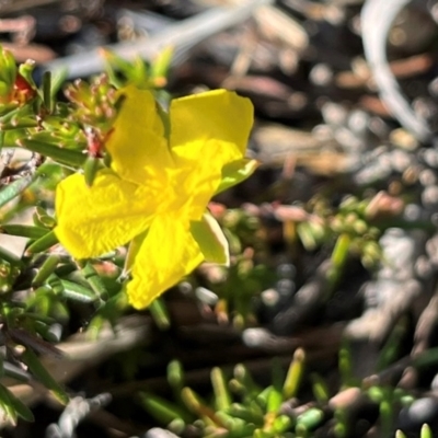 Hibbertia riparia (Erect Guinea-flower) at Jervis Bay, JBT - 20 Jul 2024 by Clarel