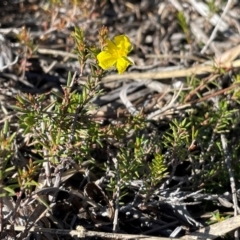 Hibbertia riparia at Jervis Bay, JBT - 20 Jul 2024 10:36 AM