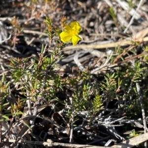 Hibbertia riparia at Jervis Bay, JBT - 20 Jul 2024