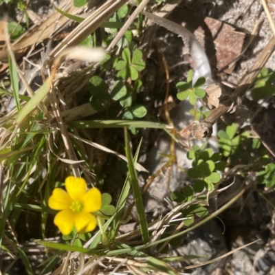 Oxalis rubens (Dune Wood-sorrel) at Jervis Bay, JBT - 19 Jul 2024 by Clarel