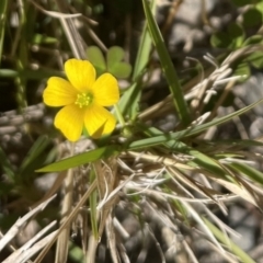 Oxalis rubens at Jervis Bay, JBT - 20 Jul 2024