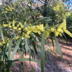 Acacia longifolia subsp. longifolia (sallow or Sydney golden wattle) at Jervis Bay, JBT - 20 Jul 2024 by Clarel