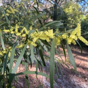 Acacia longifolia subsp. longifolia at Jervis Bay, JBT - 20 Jul 2024