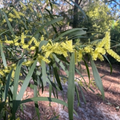 Acacia longifolia subsp. longifolia (Sydney Golden Wattle) at Jervis Bay, JBT - 19 Jul 2024 by Clarel