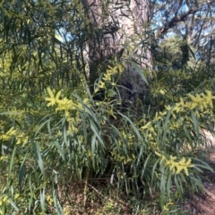 Acacia longifolia subsp. longifolia at Jervis Bay, JBT - 20 Jul 2024