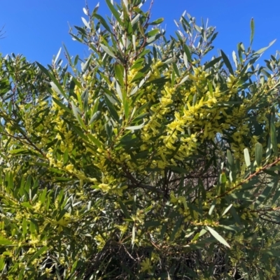 Acacia longifolia subsp. sophorae (Coast Wattle) at Jervis Bay, JBT - 20 Jul 2024 by Clarel
