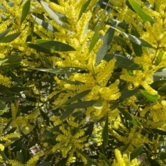 Acacia longifolia subsp. sophorae at Jervis Bay, JBT - 20 Jul 2024