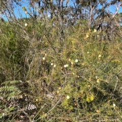 Acacia ulicifolia (Prickly Moses) at Jervis Bay, JBT - 20 Jul 2024 by Clarel