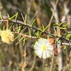 Acacia ulicifolia at Jervis Bay, JBT - 20 Jul 2024