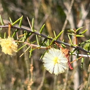 Acacia ulicifolia at Jervis Bay, JBT - 20 Jul 2024 11:36 AM