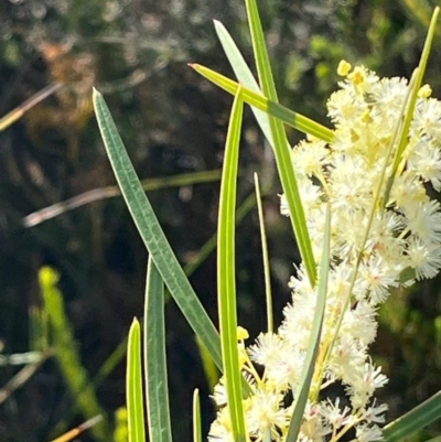 Acacia suaveolens (Sweet Wattle) at Jervis Bay, JBT - 20 Jul 2024 by Clarel