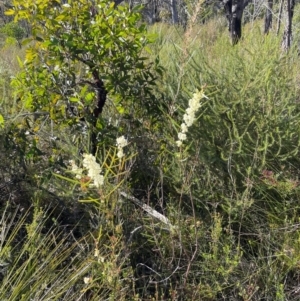 Acacia suaveolens at Jervis Bay, JBT - 20 Jul 2024