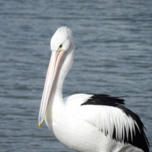 Pelecanus conspicillatus at Batemans Bay, NSW - 20 Jul 2024