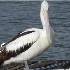 Pelecanus conspicillatus at Batemans Bay, NSW - 20 Jul 2024