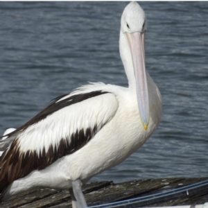 Pelecanus conspicillatus at Batemans Bay, NSW - 20 Jul 2024