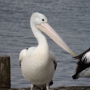 Pelecanus conspicillatus at Batemans Bay, NSW - 20 Jul 2024