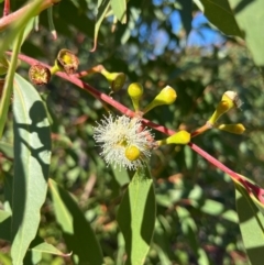 Eucalyptus obstans (Port Jackson Mallee) at Jervis Bay, JBT - 20 Jul 2024 by Clarel