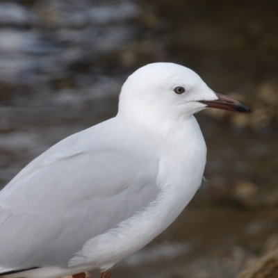 Chroicocephalus novaehollandiae (Silver Gull) at Batemans Bay, NSW - 20 Jul 2024 by MatthewFrawley