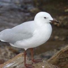 Chroicocephalus novaehollandiae at Batemans Bay, NSW - 20 Jul 2024