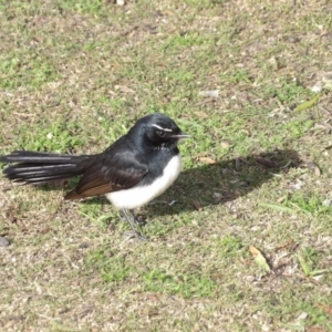 Rhipidura leucophrys at Batemans Bay, NSW - 20 Jul 2024