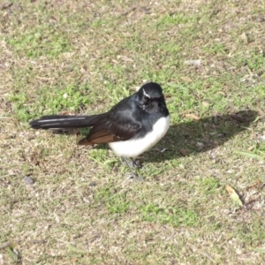 Rhipidura leucophrys at Batemans Bay, NSW - 20 Jul 2024 02:16 PM