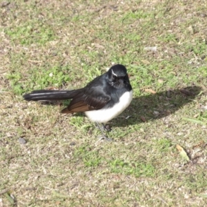 Rhipidura leucophrys at Batemans Bay, NSW - 20 Jul 2024