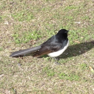 Rhipidura leucophrys at Batemans Bay, NSW - 20 Jul 2024 02:16 PM