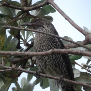 Anthochaera chrysoptera at Batemans Bay, NSW - 20 Jul 2024