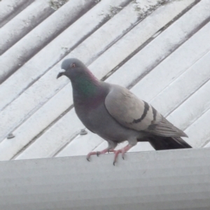 Columba livia at Batemans Bay, NSW - 20 Jul 2024