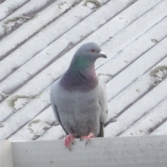 Columba livia at Batemans Bay, NSW - 20 Jul 2024 02:28 PM