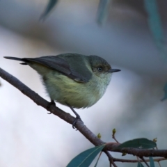 Acanthiza reguloides (Buff-rumped Thornbill) at Hackett, ACT - 18 Jul 2024 by jb2602