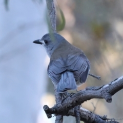 Colluricincla harmonica (Grey Shrikethrush) at Hackett, ACT - 18 Jul 2024 by jb2602